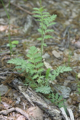 Tanacetum poteriifolium