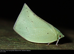 Phyllyphanta producta