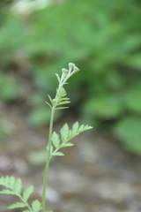 Tanacetum poteriifolium