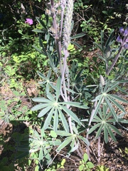 Lupinus leucophyllus