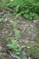 Tanacetum poteriifolium