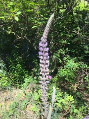 Lupinus leucophyllus