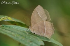 Taygetis tripunctata