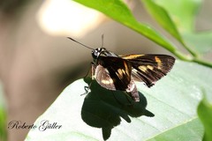 Propertius propertius