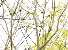 Dryobates villosus villosus