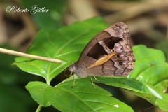 Posttaygetis penelea