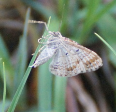 Xanthorhoe spadicearia