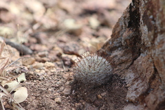 Mammillaria mercadensis