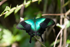 Papilio peranthus