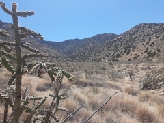 Hadoa chiricahua