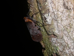 Penthicodes atomaria