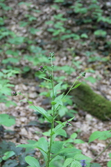 Cynoglossum germanicum