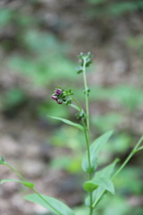 Cynoglossum germanicum