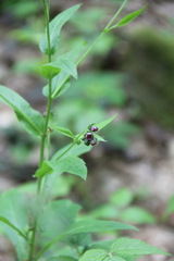 Cynoglossum germanicum
