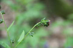 Cynoglossum germanicum