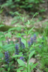 Cynoglossum germanicum
