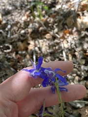 Delphinium