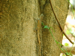 Sceloporus gadoviae