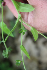Cynoglossum germanicum