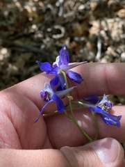 Delphinium