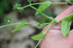 Cynoglossum germanicum