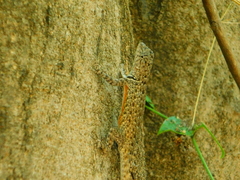 Sceloporus gadoviae