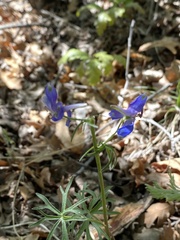 Delphinium
