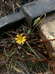 Microseris bigelovii