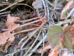 Heuchera longipetala