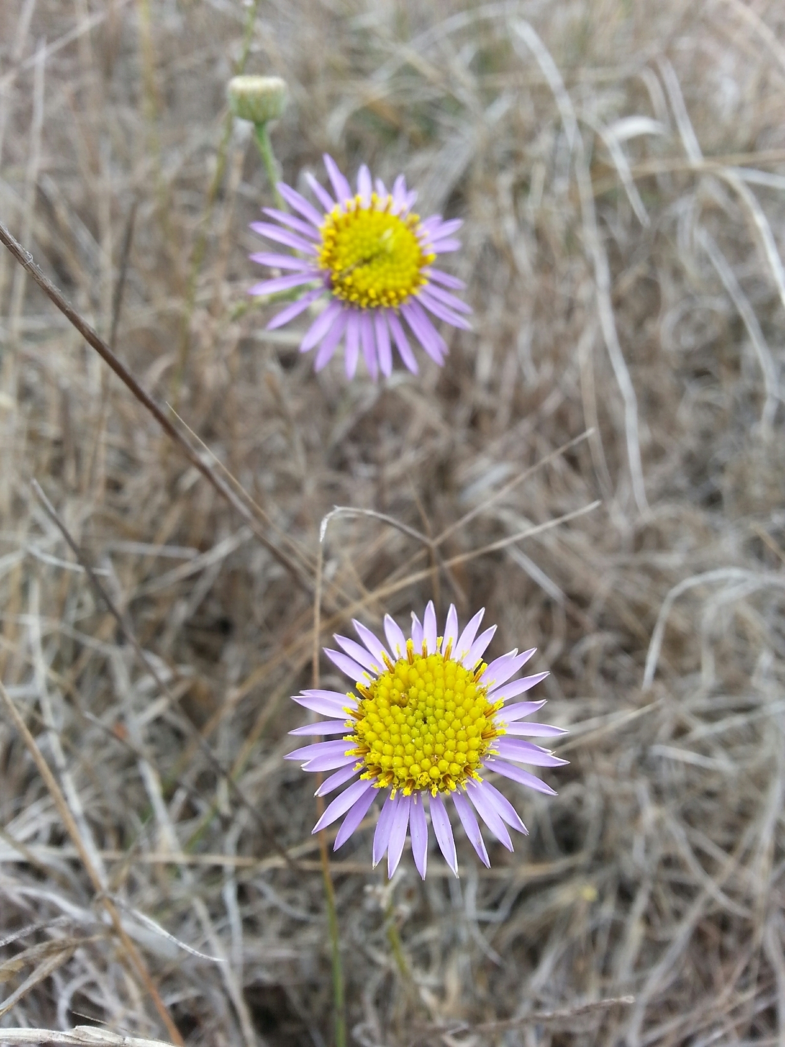 Erigeron foliosus var. franciscensis