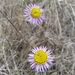 Erigeron foliosus franciscensis - Photo (c) David Greenberger, some rights reserved (CC BY-NC-ND), uploaded by David Greenberger