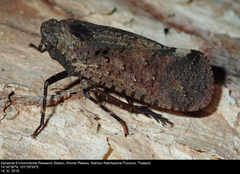 Penthicodes pulchellus