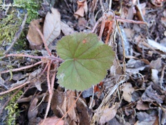 Heuchera longipetala