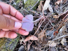Heuchera longipetala