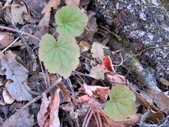 Heuchera longipetala
