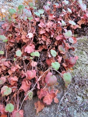 Heuchera longipetala
