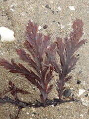 Odonthalia dentata