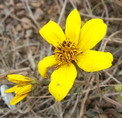 Bidens aurea