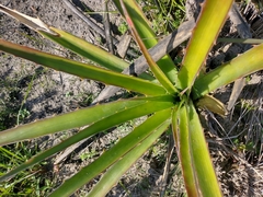 Bromelia serra