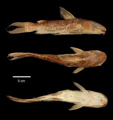 Golden Nile Catfish photo 2