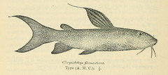 Golden Nile Catfish photo 3