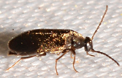 Canifa pallipes