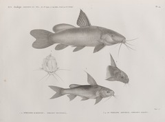 Golden Nile Catfish photo 5