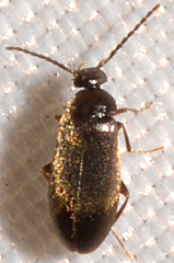 Canifa pallipes