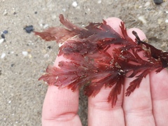 Odonthalia dentata