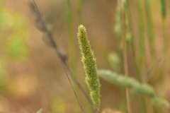 Phleum pratense pratense