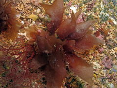 Calliblepharis ciliata