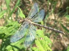 Arigomphus cornutus