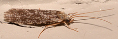 Polycentropus