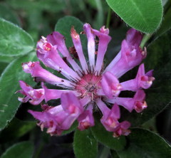 Trifolium medium medium